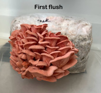 Pink oyster mushroom block 5lbs 