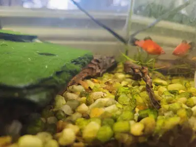These adorable assorted platy babies and fry are looking for a new home to swim and grow! They are t...
