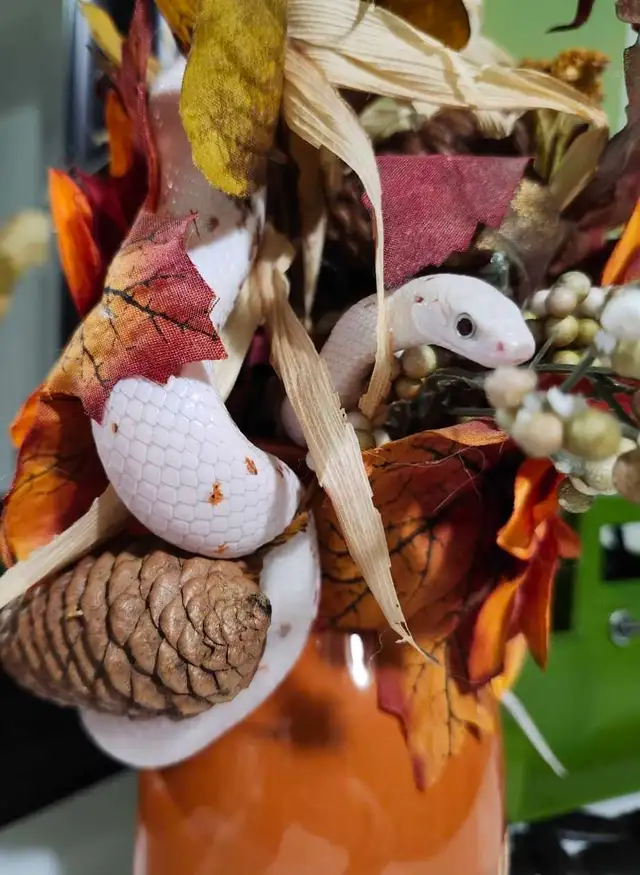 Last Baby Palmetto Corn Snake! | Reptiles & Amphibians for Rehoming ...