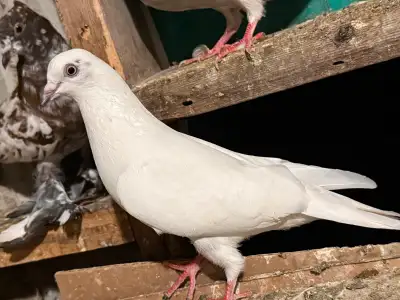 High flyer pigeon , View more