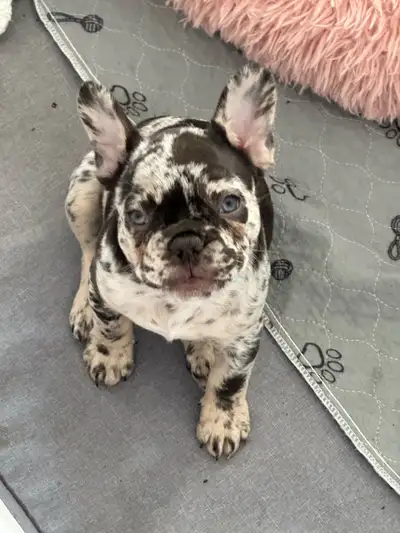 LAST perfect female puppy coco Merle colour Perfect ckc registered puppies Located in Kelowna, BC Fr...