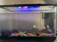 40 gallon fish tank (with 3 glofish)