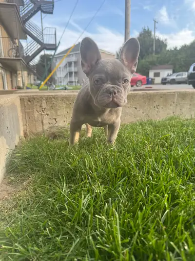 Bonjour voici Léo , le beau petit garçon d’âgé de 12 semaines.Il est très sociable,Il est une petit...