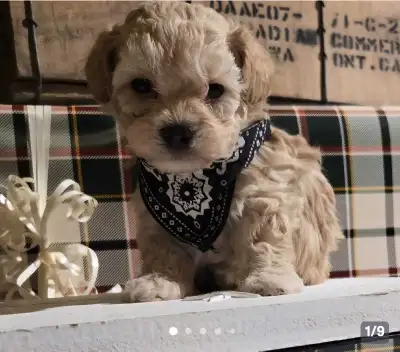 Bichon shitzu/Toy poodle puppies for sale, View more