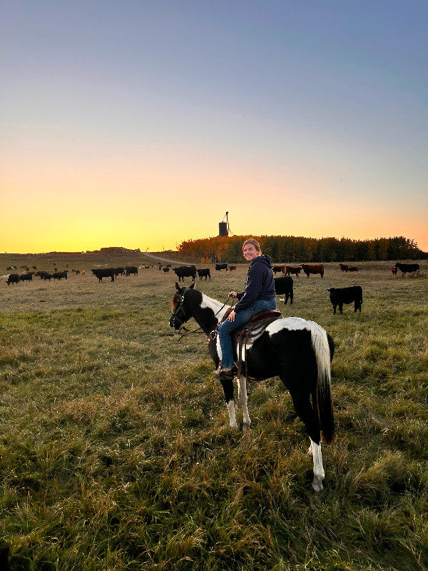 For Sale  - 6 yr old Black/White Paint in Horses & Ponies for Rehoming in Prince Albert - Image 3