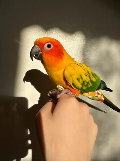 Sun Conure for rehoming , View more