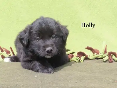 Golden retriever mix, View more