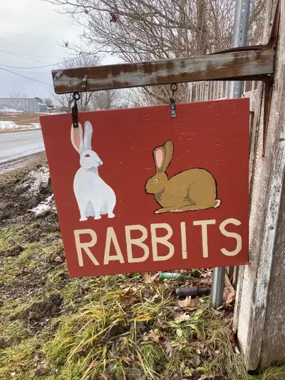 Meat Rabbits, Pets, Breeding Stock, View more