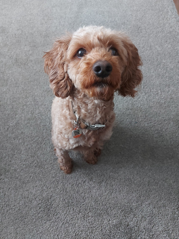 Cockapoo Named Rusty 1.5 Years in Dogs & Puppies for Rehoming in Woodstock - Image 2