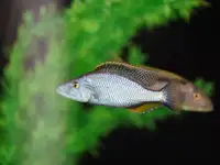 African Cichlids: 6” Eye biter