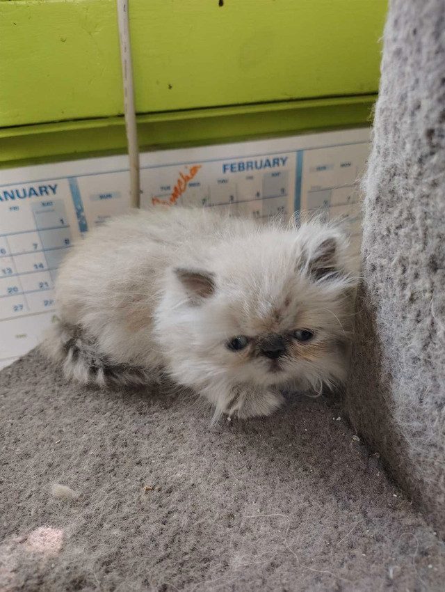 Ni himalayens dans Chats et chatons à adopter  à Saint-Hyacinthe