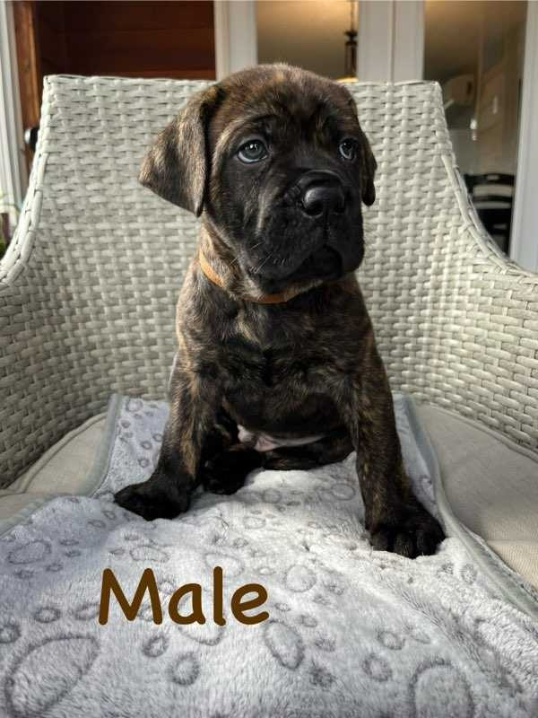 Male cane corso puppy in Dogs & Puppies for Rehoming in Annapolis Valley