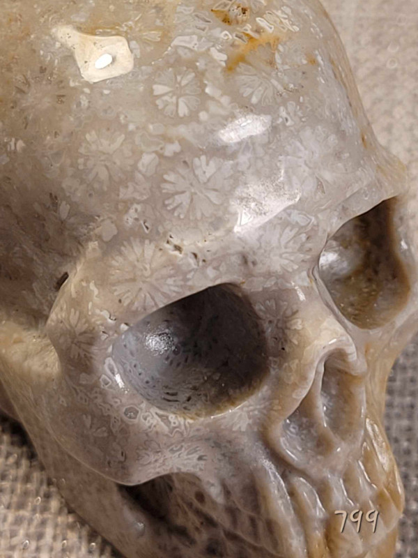 Crâne Skullis 1½" Nipomo coral fossil skull. dans Décoration intérieure et accessoires  à Laval/Rive Nord - Image 4