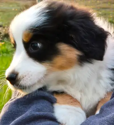 Adorable Mini American Shepherd (Mini Aussie) Puppies For Sale, View more