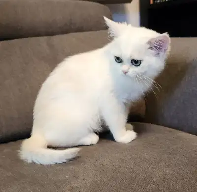Chatons British Shorthair pure race, View more