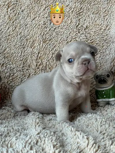 Rare Mini French bulldogs - Bouledogue Francais 514-833-1649, View more
