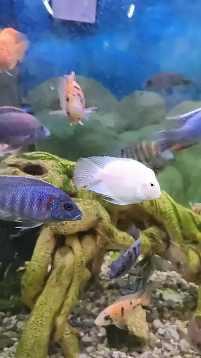 Peacock ciclids and more, View more