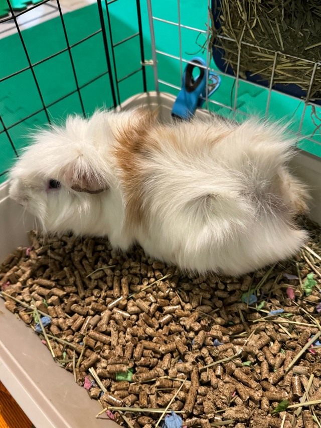 Male guinea pig  in Other Pets for Rehoming in Oshawa / Durham Region