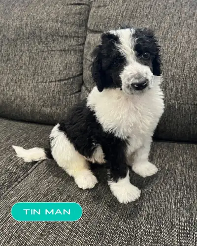 Puppies were born January 28th! This will give our puppies a go home time of end of March when they...