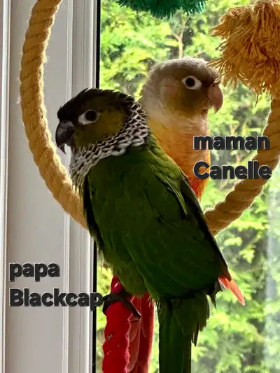 conures  hybrides, View more