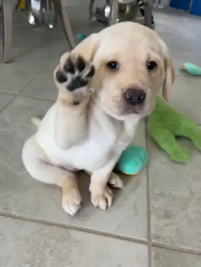 Purebred English Labrador Puppies, View more