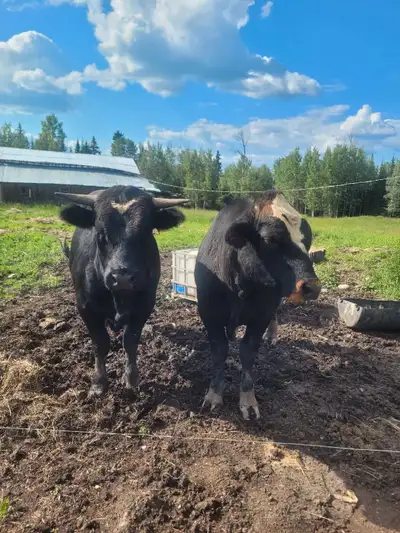 bull/steer 16 and 18months , View more