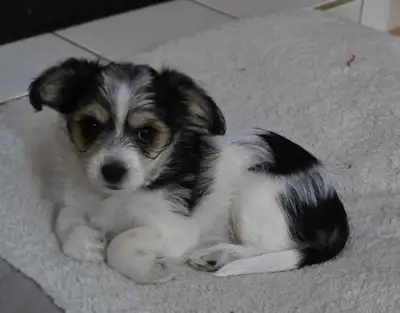 Papillon Yorkie Maltese , View more