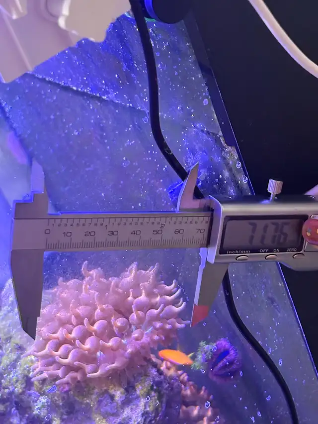 Red rose rainbow bubbletip anemone coral reef healthy in Fish for Rehoming in Markham / York Region - Image 3