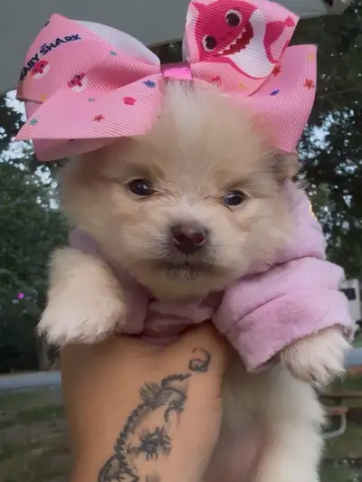 Pomeranian , View more
