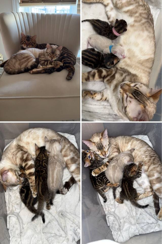 Gorgeous TICA Bengal Kittens – RoyalFurBengals in Cats & Kittens for Rehoming in Ottawa
