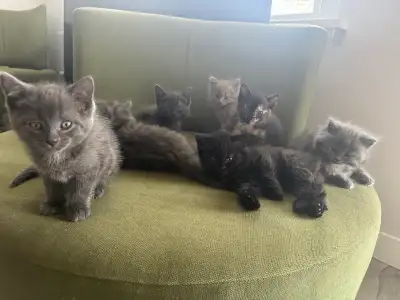 kittens looking for there fur-ever homes !, View more