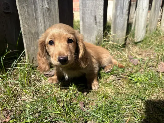 Mini Dachshund Puppies in Dogs & Puppies for Rehoming in Markham / York Region - Image 5