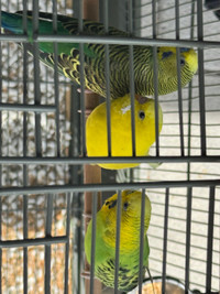 budgies fit give away