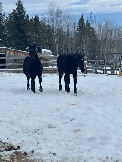 Percheron Yealing team , View more
