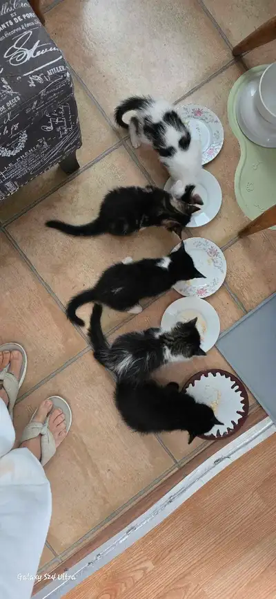 chatons à vendre, View more