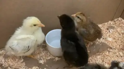 chicks  for sell $10 each, View more