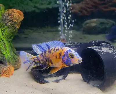 African Chiclids Ob Peacocks ( PLEASE READ DESCRIPTION) , View more