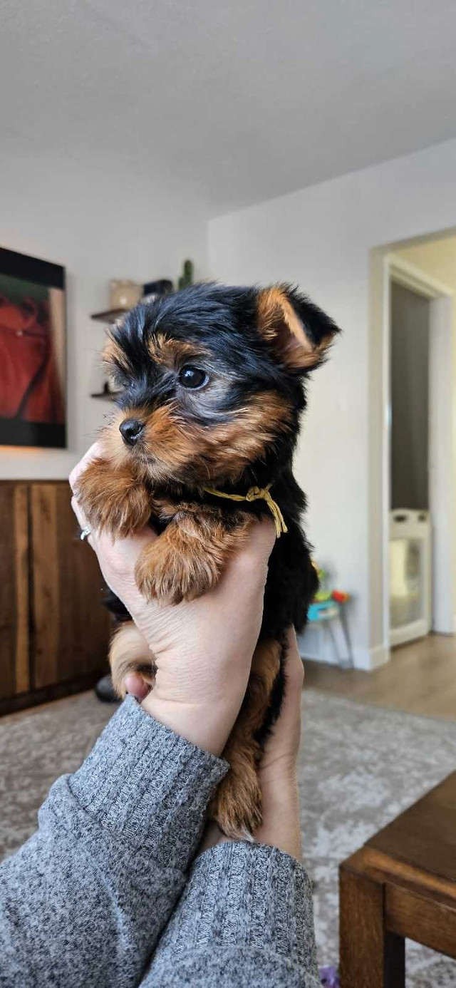 Yorkie puppies in Dogs & Puppies for Rehoming in Winnipeg - Image 2