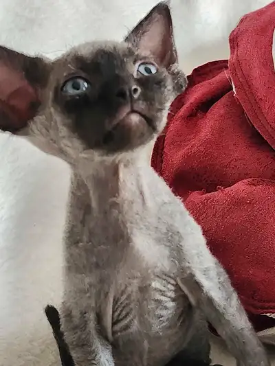 Devon-Rex, View more