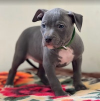 Blue American Bulldog Puppies