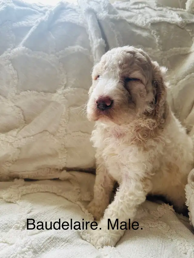 Stunning Cockapoos. in Dogs & Puppies for Rehoming in Edmonton - Image 4