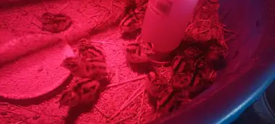 ringneck pheasant chicks , View more