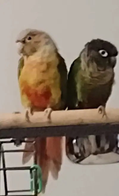 Breeding Conures, View more