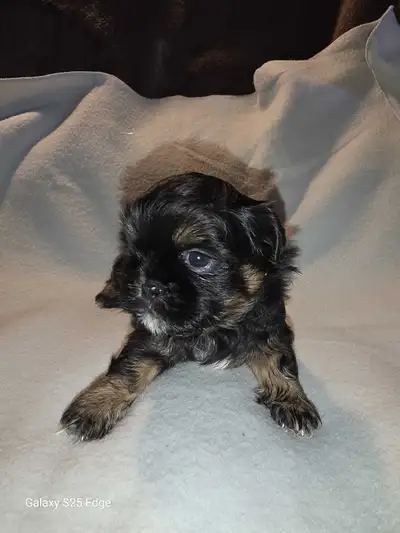 shih Tzu Puppies, View more