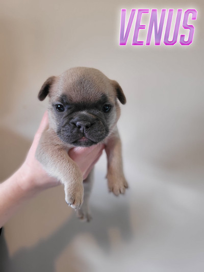 ❤️ Stunning French Bulldog Puppies (Available) ❤️