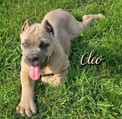 ♦️All pups are Pending Pups are now 8 weeks old. Amora has completed her meds and had her stitches r...