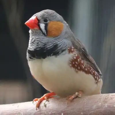 Young Male zebra finch, View more