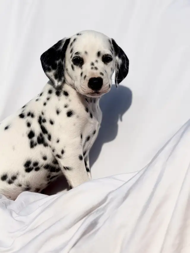 Dalmatian Puppys in Dogs & Puppies for Rehoming in North Shore - Image 5