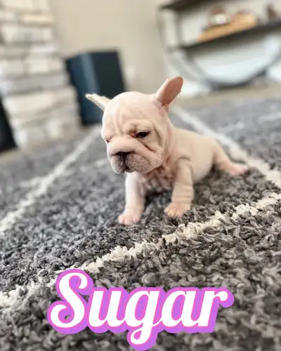 I have adorable French Bulldog puppies ready for their new homes! These playful pups have unique col...
