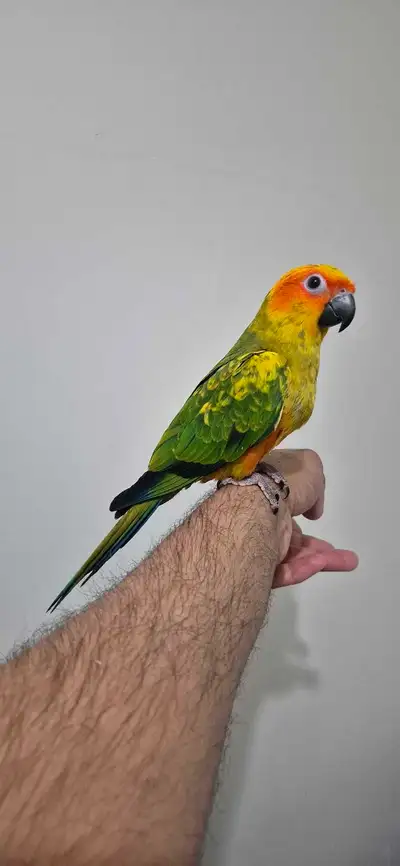 MALE baby sun conure available, View more